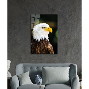 Kartal Hayvan Portresi Cam Tablo Ev Ve Ofis Duvar Dekoru 36x23 cm
