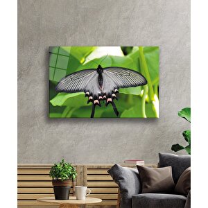 Yeşil Yaprak Siyah Kelebek Hayvan Cam Tablo 36x23 cm