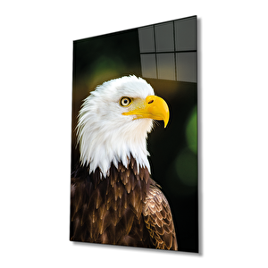 Kartal Hayvan Portresi Cam Tablo Ev Ve Ofis Duvar Dekoru 50x70 cm