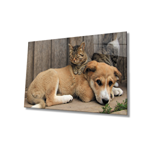 Kedi Köpek Cam Tablo 36x23 cm