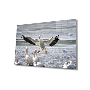 Pelikan Su Kuşları Hayvan Cam Tablo 50x70 cm