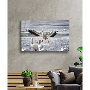 Pelikan Su Kuşları Hayvan Cam Tablo 50x70 cm