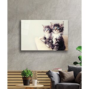 Mavi Gözlü Kediler Cam Tablo 50x70 cm