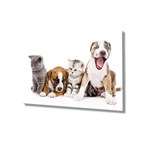 Kediler Ve Köpekler Cam Tablo 36x23 cm