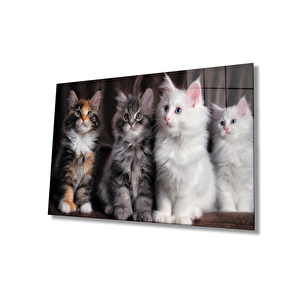 Kediler Cam Tablo 50x70 cm