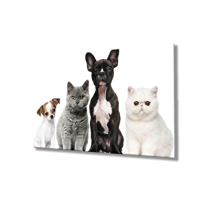 Kediler Ve Köpekler Cam Tablo 50x70 cm