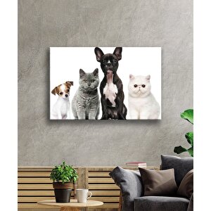 Kediler Ve Köpekler Cam Tablo 50x70 cm