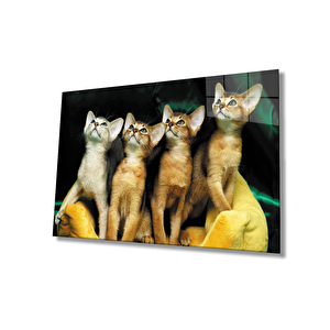 Kediler Cam Tablo 90x60 cm
