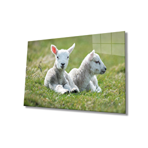 Hayvanlar Cam Tablo 50x70 cm