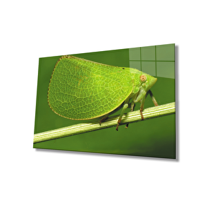 Yeşil Kelebek Green Butterfly 50x70 cm