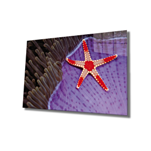 Deniz Yıldızı Cam Tablo Starfish 90x60 cm