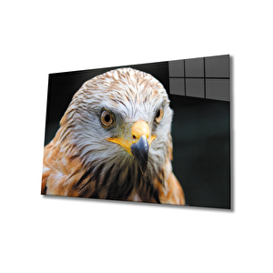 Kartal Cam Tablo 50x70 cm