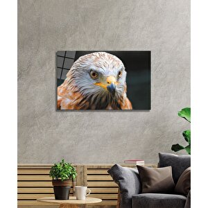 Kartal Cam Tablo 50x70 cm