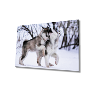 Kurt Köpeği Cam Tablo 36x23 cm