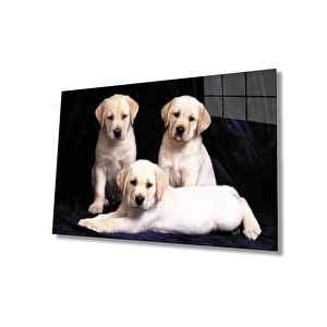 Köpekler 110x70 cm