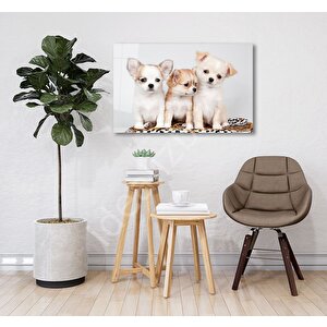 Köpekler 50x70 cm