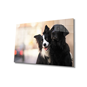 Siyah Beyaz Köpek Cam Tablo 50x70 cm