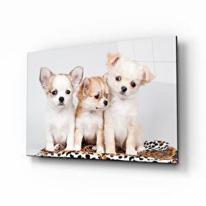 Köpekler 36x23 cm