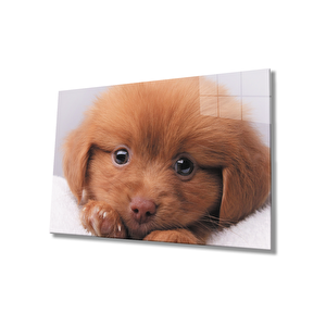 Kahverengi Köpek Cam Tablo 36x23 cm