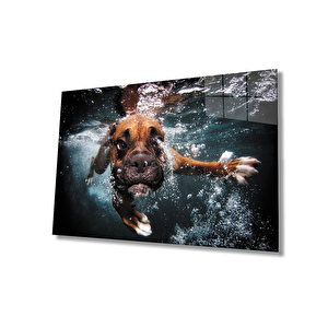 Yüzen Köpek Cam Tablo 50x70 cm