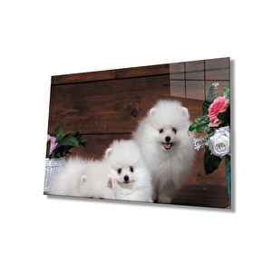 Köpekler Cam Tablo 50x70 cm