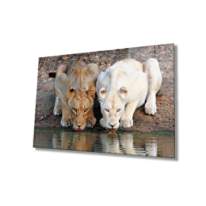 Aslan Cam Tablo 36x23 cm