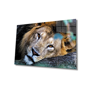 Aslan Cam Tablo 36x23 cm