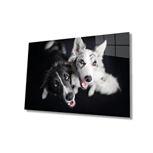 Siyah Beyaz Köpekler Cam Tablo 36x23 cm