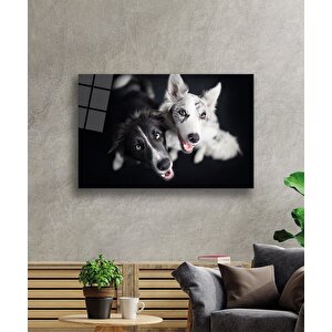 Siyah Beyaz Köpekler Cam Tablo 36x23 cm