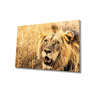 Aslan Cam Tablo 36x23 cm