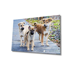 Köpekler Cam Tablo 36x23 cm