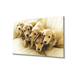 Köpekler Cam Tablo 36x23 cm