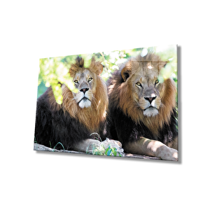 Aslan Cam Tablo 50x70 cm