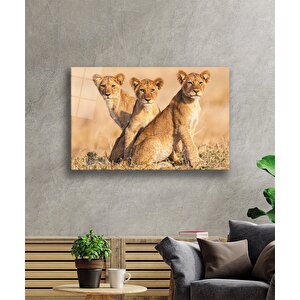 Aslan Cam Tablo 50x70 cm