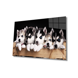 Mavi Gözlü Köpekler Cam Tablo 36x23 cm