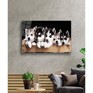 Mavi Gözlü Köpekler Cam Tablo 36x23 cm