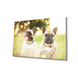 Köpekler Cam Tablo 50x70 cm