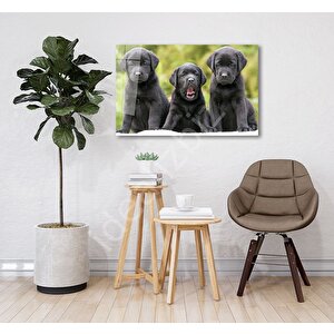 Köpekler Cam Tablo 110x70 cm