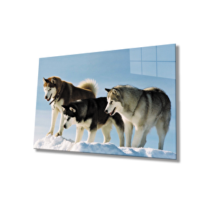 Kurt Köpeği Cam Tablo 50x70 cm