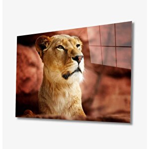 Aslan Cam Tablo 50x70 cm