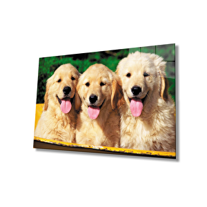 Köpekler Cam Tablo 36x23 cm