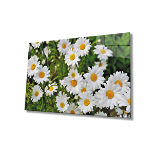 Papatya Çiçek Cam Tablodaisy Flower 110x70 cm
