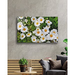 Papatya Çiçek Cam Tablodaisy Flower 110x70 cm