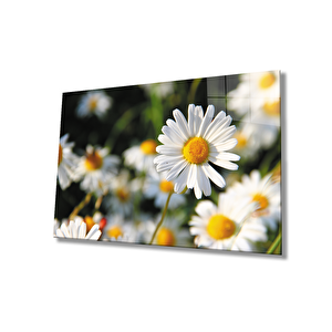 Papatya Cam Tablo Daisy 50x70 cm