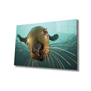 Denizaslanı Cam Tablo Underwater Sea Lion 50x70 cm
