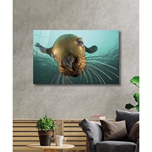Denizaslanı Cam Tablo Underwater Sea Lion 50x70 cm