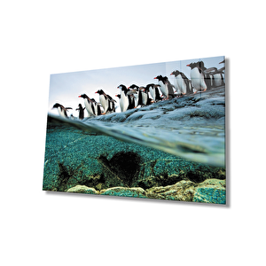 Penguenler Cam Tablo 50x70 cm