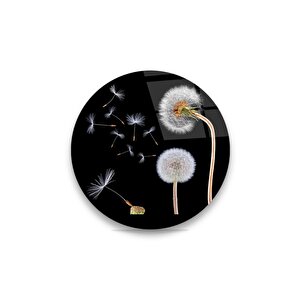 Siyah Karahindiba Çiçeği Yuvarlak Cam Tablo 50x50 cm