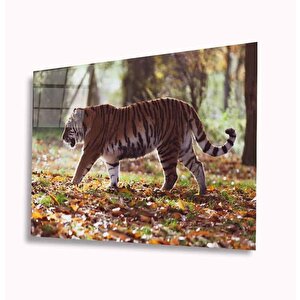 Kaplan Cam Tablo 50x70 cm