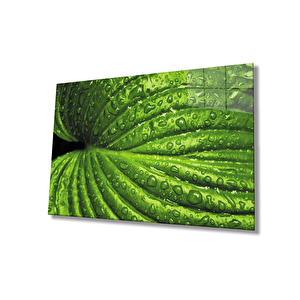 Su Damlaları Yeşil Yapraklar 36x23 cm